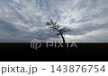 Birds Flying Around a Dry Tree Under Overcast Sky, Atmospheric Nature Scene 143876754