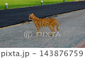 Yellow Cat Standing in the Middle of the Road, Curious Stray Animal Scene 143876759