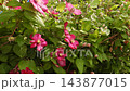 A flowering clematis vine showcases vivid pink and fuchsia blossoms with golden yellow centers, framed by abundant green foliage in a lush, colorful garden. 143877015