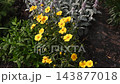 A vibrant garden bed is showcased, featuring a prominent cluster of bright yellow, daisy-like flowers, likely Coreopsis, in full bloom.  143877018