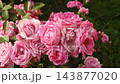 A beautiful red rose moves softly in the wind, its rich velvety petals standing out against fresh green leaves in a serene garden. 143877020