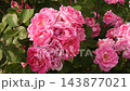A large red rose sways gently in the breeze against lush green garden foliage, highlighting its vibrant petals and natural elegance in a peaceful outdoor setting. 143877021