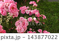 A large red rose sways gently in the breeze against lush green garden foliage, highlighting its vibrant petals and natural elegance in a peaceful outdoor setting. 143877022