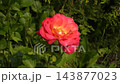 A large red rose sways gently in the breeze against lush green garden foliage, highlighting its vibrant petals and natural elegance in a peaceful outdoor setting. 143877023