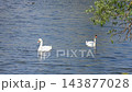 Two elegant white swans are gracefully navigating a body of blue water, likely a lake or river, under bright daylight.  143877028