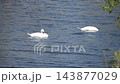 A pair of graceful white swans glide over rippling blue water, with one searching beneath the surface and green branches framing the tranquil waterside scene. 143877029