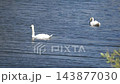 A pair of graceful white swans glide over rippling blue water, with one searching beneath the surface and green branches framing the tranquil waterside scene. 143877030