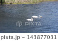 Two white swans swim across a blue pond, creating gentle ripples on the water as one dips its head to feed in a peaceful natural setting. 143877031