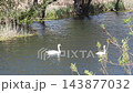 Two elegant white swans are gracefully navigating a body of blue water, likely a lake or river, under bright daylight.  143877032
