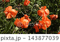 Red poppies sway gently in the breeze against lush green foliage, their vibrant petals moving softly in the wind and creating a peaceful natural scene. 143877039