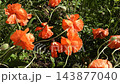 Bright red poppy blossoms dance in a light breeze, standing out against a rich green background in a tranquil display of wildflowers and natural beauty. 143877040