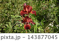 Burgundy irises sway gently in a light breeze against lush green garden foliage, showcasing their rich colors and elegant petals in a peaceful natural setting. 143877045