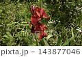 Deep burgundy iris blossoms move softly in the wind, their velvety petals contrasting beautifully with fresh green leaves in a tranquil garden scene. 143877046