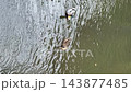 Vertical video. Mallard ducks swimming on a rippling pond in a vertical elevated view. Urban wildlife, waterfowl behavior, calm nature background 143877485