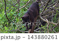 Wild cat in forest sniffing air 143880261