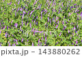 Purple wildflowers blooming in spring meadow 143880262