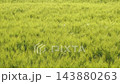 Wind rolling across young green barley field 143880263