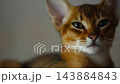 Abyssinian kitten close up portrait looking around 143884843