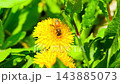 Macro. The honey bee collects pollen from a dandelion flower. Collects nectar 143885073