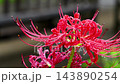 雨粒に濡れた鮮やかな赤い彼岸花 143890254