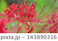 雨粒をまとって咲く赤い彼岸花、秋の曼珠沙華 143890316