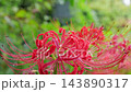 雨粒をまとって咲く赤い彼岸花、秋の曼珠沙華 143890317