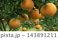 柑橘、果樹、果園、豐收、台灣，柑橘類、果樹、果樹園、収穫、台湾，Citrus, fruit tree 143891211