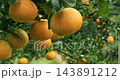 柑橘、果樹、果園、豐收、台灣，柑橘類、果樹、果樹園、収穫、台湾，Citrus, fruit tree 143891212