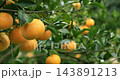 柑橘、果樹、果園、豐收、台灣，柑橘類、果樹、果樹園、収穫、台湾，Citrus, fruit tree 143891213
