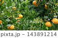 柑橘、果樹、果園、豐收、台灣，柑橘類、果樹、果樹園、収穫、台湾，Citrus, fruit tree 143891214