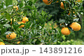 柑橘、果樹、果園、豐收、台灣，柑橘類、果樹、果樹園、収穫、台湾，Citrus, fruit tree 143891216