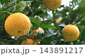 柑橘、果樹、果園、豐收、台灣，柑橘類、果樹、果樹園、収穫、台湾，Citrus, fruit tree 143891217