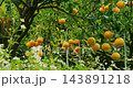 柑橘、果樹、果園、豐收、台灣，柑橘類、果樹、果樹園、収穫、台湾，Citrus, fruit tree 143891218