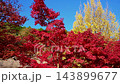 The beautiful autumn foliage of ginkgo and maple trees in Korankei Gorge 143899677