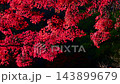 The maple trees of Korankei Gorge are a brilliant red in autumn. 143899679