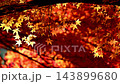 Beautiful autumn leaves of Kaarashii 143899680