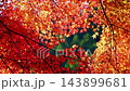 Beautiful autumn leaves of Kaarashii 143899681