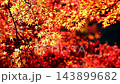 Beautiful autumn leaves of Kaarashii 143899682