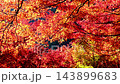 Beautiful autumn leaves of Kaarashii 143899683
