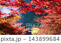 Beautiful autumn leaves of Kaarashii 143899684