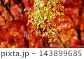 Beautiful autumn leaves of Kaarashii 143899685