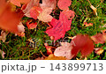Red Colorful Painted Autumn Leaves With Text AUTUMN IS MY FAVORITE COLOR In Forest 143899713