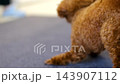 Playful toy poodle puppy running jumping and carrying paper cup while playing with owner at home cute energetic pet close up video 143907112