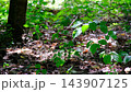 Sunlit Forest Floor Covered with Dry Fallen Leaves Green Plants Branches and Natural Woodland Vegetation in Summer 143907125