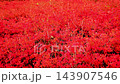 Autumn leaves in Oihira Park: Red-colored Enkianthus azalea 143907546