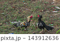 Two roosters fighting on grass, aggressive gamecocks attack each other 143912636