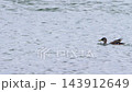 Mallard ducks landing on water of Ob River backwater with splash 143912649