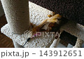 Abyssinian kitten playing with feather toy on cat tree 143912651