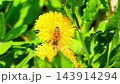 Macro. The honey bee collects pollen from a dandelion flower. Collects nectar 143914294