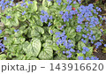 Brunnera macrophylla large-leaved brunnera is a perennial plant of the genus Brunnera in the family Boraginaceae  143916620